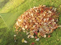pile of fall leaves with fan rake on lawn